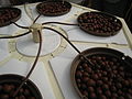 A hydroponic system